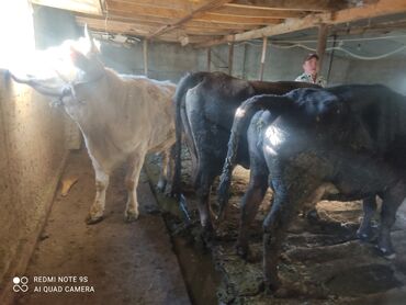 породистые коровы в бишкеке: Продаю | Корова (самка) | На откорм, Для разведения, Для молока