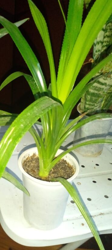 Bitkilər üçün dibçəklər: Bakixanov qəsəbəsi(Razin),Razin talkuçkasına yaxın,gül dibçəkləri — 7