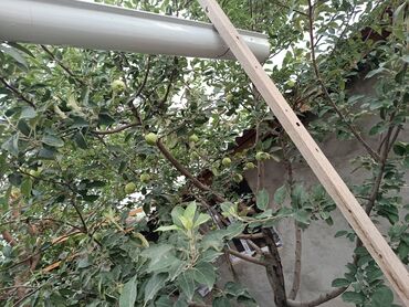 Продажа домов: Дом, 4 м², 4 комнаты, Собственник at lalafo.kg — 9 Продажа домов: Дом, 4 м², 4 комнаты, Собственник — 9