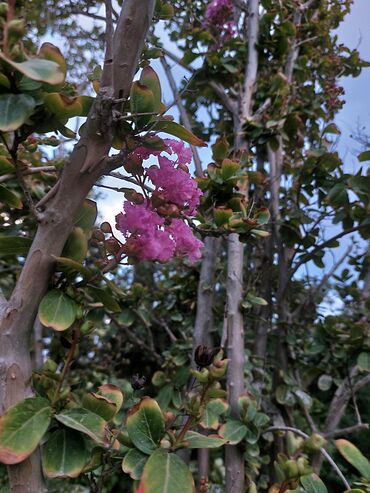 ud al hindi kapsula: Hind yasəməni(lagerstroemia indica)