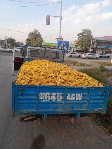 кукуруза карабалта: Продаю кукуруза 🌽