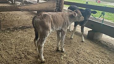 Коровы, быки: Продаю | Бык (самец), Тёлка | Для разведения — 1