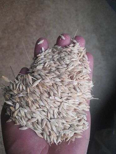 продажа кукурузу: Семена и саженцы Ячменя