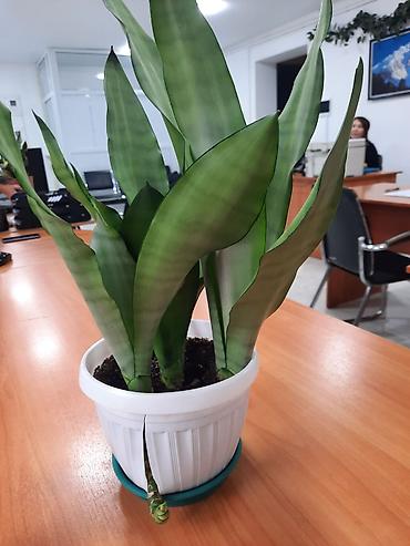 Драцены и Сансевиерии: Сансевиерия (сансевьера, «тещин язык») в горшках. - Варианты сортов — 8