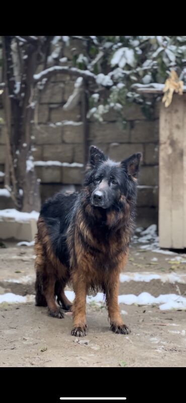 İtlər: Alman çoban iti, 3 ay, Erkek, Peyvəndli — 25