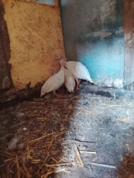 pişik tap az: 2aylari olajak 4du kom satilir40₼