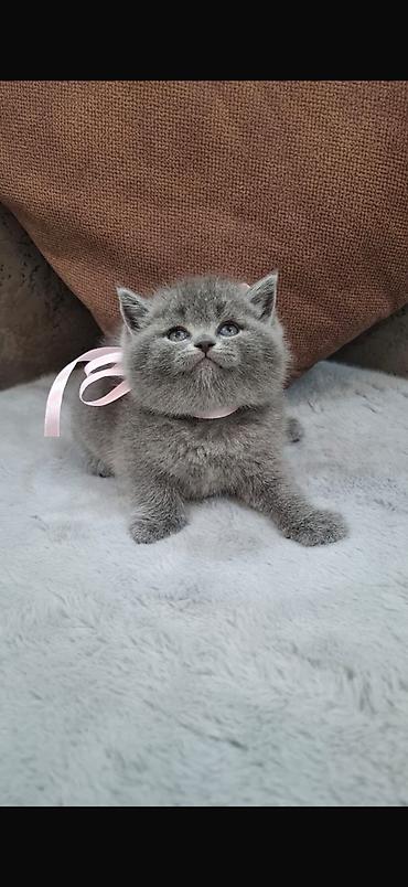 Кошки: Шотландская, Самка, В добрые руки, Платная доставка — 3