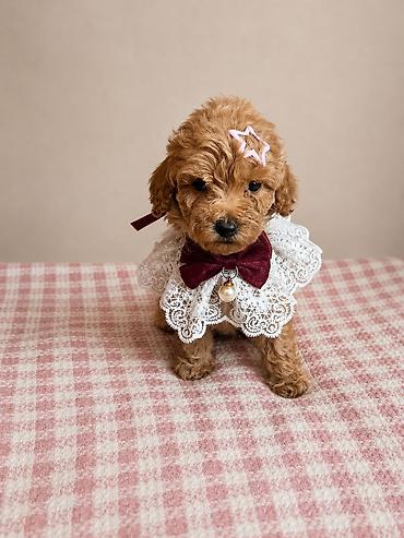 На продаже щенок мини карлик. девочка.3 месяца lalafo.az -da На продаже щенок мини карлик. девочка.3 месяца