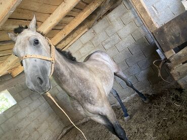купить щенка добермана из питомника: Продаю | Конь (самец), Жеребец | Для разведения, Рабочий, Конный спорт | Племенные, Осеменитель