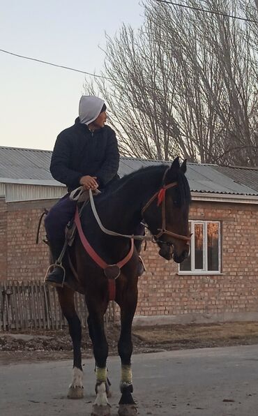 Лошади, кони: Продаю | Конь (самец) | Конный спорт — 6