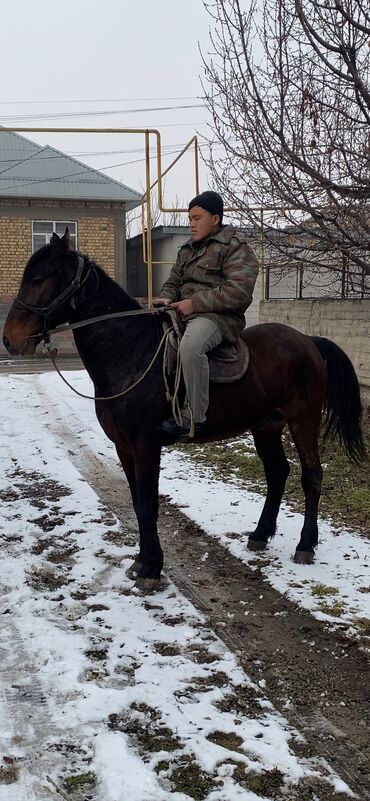 животные лошади: Продаю | Жеребец