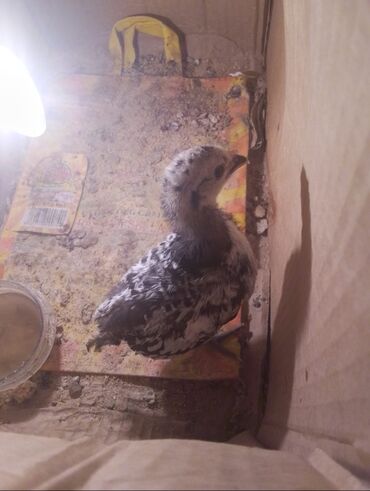 сухие корма для собак: Damazlıq, Pulsuz çatdırılma