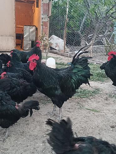 xoruz suvinir: Unvan Sumqayit 17 eded Avstralorp toyuqlari ve xoruzlari. Temiz saf — 1