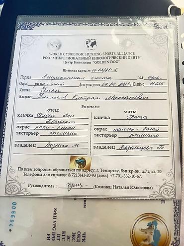 Американская акита. Окрас палево-соболиный с белыми отметинами, густая — 5