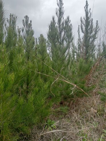 gül satisi: Toptan ve perakende formada agaclarin satisi🌴🌳🌱🍃 Agaclarin hundurluyu