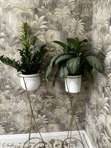 Горшки для растений: 💐Живые комнатные растения, придающие вашему дому особую уютную at lalafo.kg — 10 Горшки для растений: 💐Живые комнатные растения, придающие вашему дому особую уютную — 10