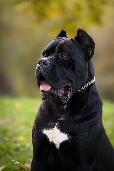 pepco psi: Na prodaju prelep mužjak Cane Corso, star 2,5 godine. Socijalizovan — 5