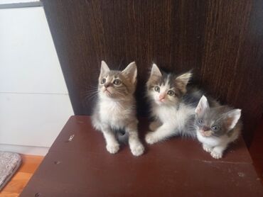 дикие кошки: Три маленьких котёнка с разным окрасом. Один котёнок серый в полоску