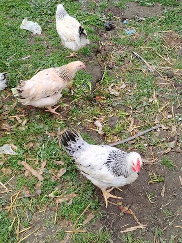 Quş: Şəkildə gördüyviz colpalar ın təmizləmiş və diri halda satıram kəsilib — 2