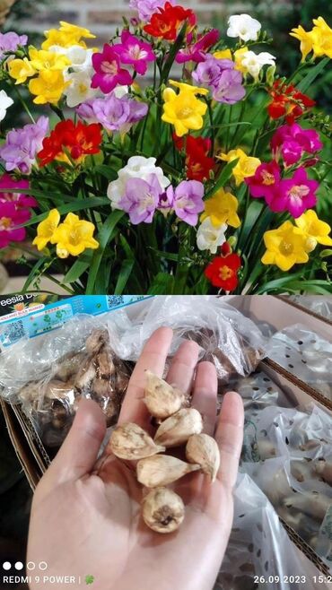 цветы токмок: Семена и саженцы Самовывоз, Платная доставка