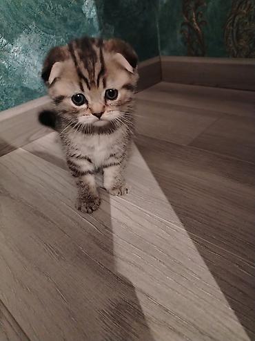 Pişiklər: Şotland — 3