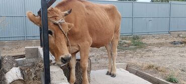 аппарат для дойки коров цена: Продаю | Корова (самка) | Полукровка | Привязанные