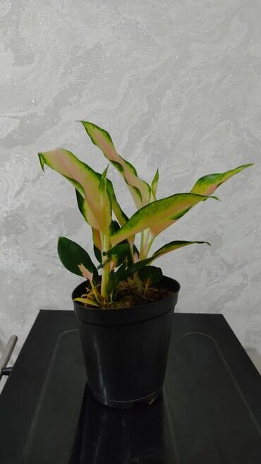 Другие комнатные растения: Продаю цветы — 4