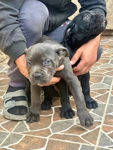 İtlər: Kane-Korso, 2 ay — 30