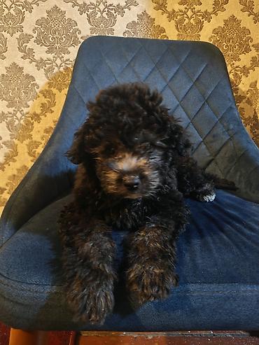 pitbull az: Pudel, 3 ay, Erkək, Ödənişli çatdırılma — 3