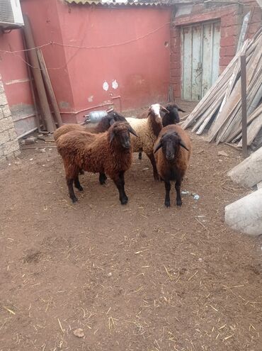 Qoyunlar, qoçlar: Erkək, Qala, il: 1, Damazlıq, Ətlik, Ünvandan götürmə — 17