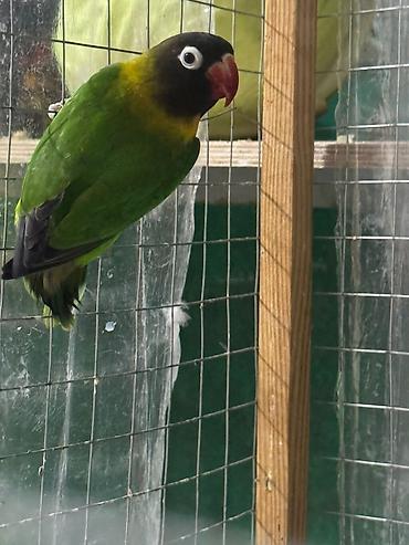 Tutuquşları: Məhsul: Sevgi quşları (Agapornis) Ünvan. 4 mkr dairəsi Təsvir: - — 3