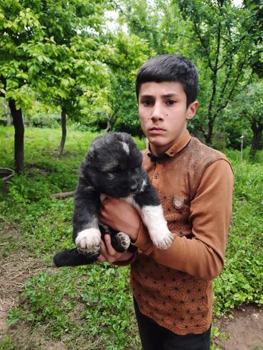 balaca itder: Qafqaz çoban iti, 1 ay, Erkek, Peyvəndli, Rayonlara çatdırılma