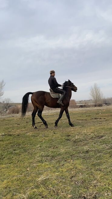 Лошади, кони: Продаю | Жеребец | Конный спорт — 12