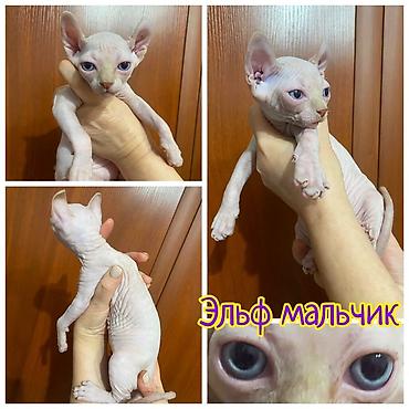 Кошки: Идёт бронь на малышей 😍 Находимся в городе Шымкент 🚗 Д оставка есть — 3