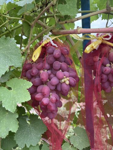 Продажа участков: 230 соток — 19