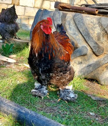 Toyuqlar: Toyuq, Brama, Ətlik — 4