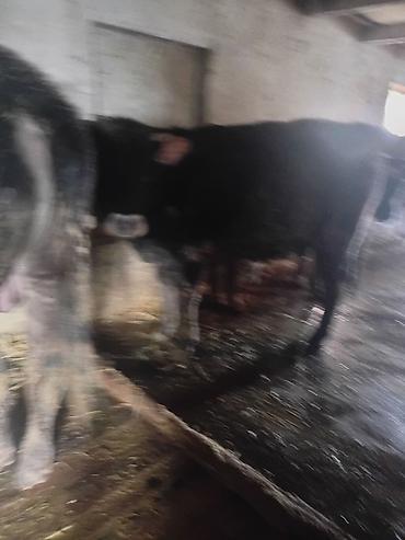 Коровы, быки: Продаю | Бык (самец) | На откорм — 7