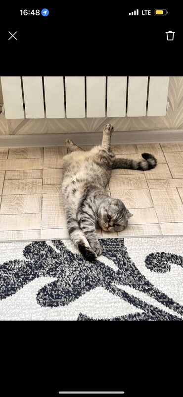 купить дом для кота: Мышык бекер берилет: Скотиш Фолд (Шотландиялык шалпаң кулак), 4 жаш, Ургаачы, Бычылган