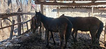 Лошади, кони: Продаю | Жеребенок | Полукровка | Рабочий — 11