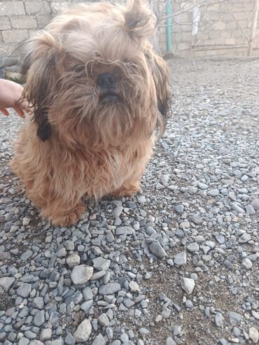 İtlər: Pudel, 8 ay, Erkek, Peyvəndli, Pulsuz çatdırılma — 8