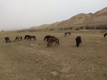 лошади в кыргызстане: Продаю | Кобыла (самка) | Полукровка | Для разведения | Племенные