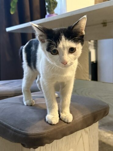 акана для котят купить: Кошка даром: Беспородная, 2 месяца, Мальчик