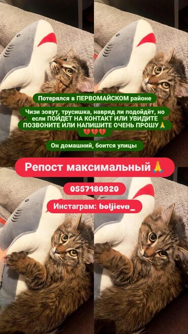 дом для кош: Пропала 