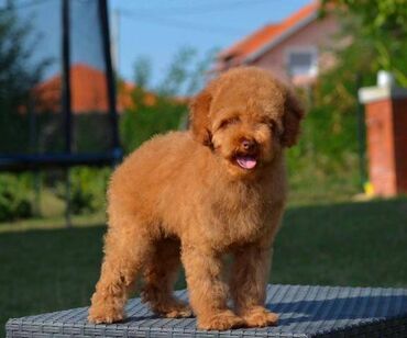 Psi: Patuljasta pudla, muški štenci Odgajivačnica "Team AS Trajkovic" u — 16