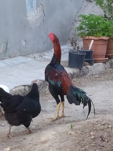 Xoruzlar: Xoruz, Heyratı, il: 1