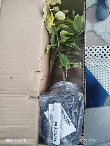 Уруктар жана көчөттөр: Облепиха — саженцы плодового сорта Иня и мужского опылителя Адам — 7