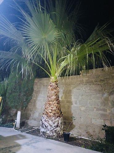 limon ağaçı: Palma ağacı 2 ədəd,biri balacadır,biri böyük.Böyük ağac hündürlüyü 2 — 1