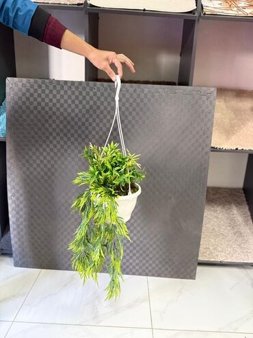 Otaq bitkiləri: Asma saksıda dekorativ yaşıl bitki - Ağ rəngli asma plastik saksı -da lalafo.az — 26 Otaq bitkiləri: Asma saksıda dekorativ yaşıl bitki - Ağ rəngli asma plastik saksı — 26