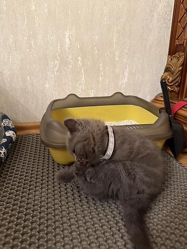 Зоотовары: Boz rəngli balaca pişik üçün tam dəst aksesuarlar Paketə daxildir: - — 1