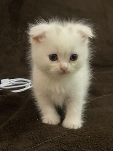 мальтипу купить в баку: Ağ tüklü, kiçik ölçülü balaca pişik balası. Yumşaq, sıx və uzun tük